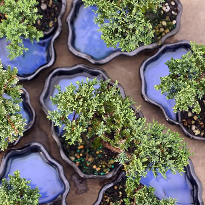Brussel's Bonsai Brussel's Green Mound Juniper Bonsai in Zen Reflections Pot, SMALL-VerdiqueGarden