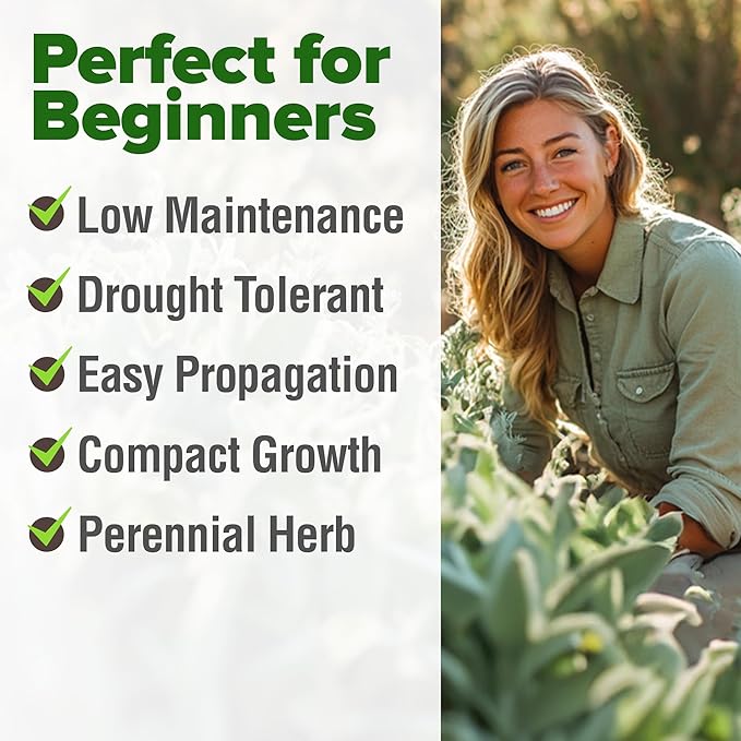 HOME GROWN White Sage Seeds 646 Pack 𝗡𝗢𝗡-𝗚𝗠𝗢, 𝗨𝗦𝗔-𝗦𝗢𝗨𝗥𝗖𝗘𝗗 Heirloom Seeds - Grow Aromatic Sage Plants for Your Herb Seeds Garden with Sage for Planting Outdoor or Indoor (Salvia apiana)-VerdiqueGarden