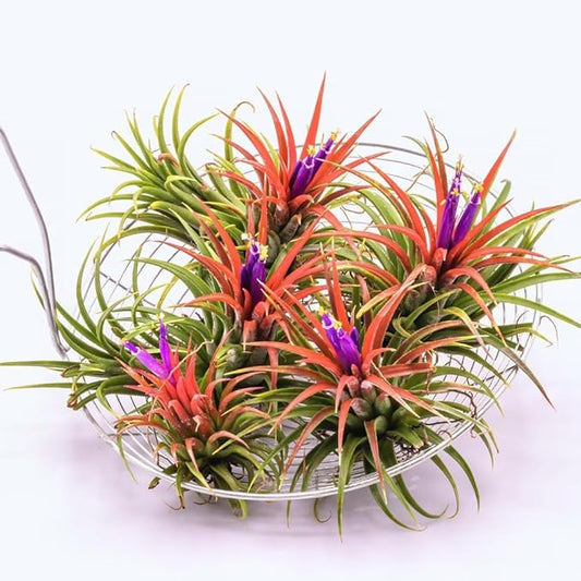 12 Air Plants, Tillandsia Air Plants Live Houseplants for Garden, Red Lonantha Tillandsia Plant-VerdiqueGarden