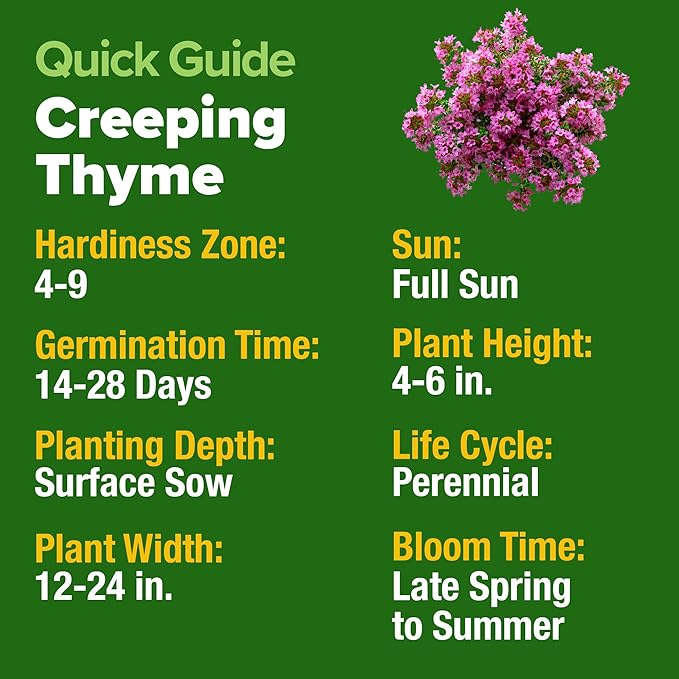 Home Grown Purple Creeping Thyme Seeds – Non-GMO Ground Cover Flowers – 22000+ Edible Herb Seeds for Planting Lawns & Paths – 3g Perennial Thymus serpyllum-VerdiqueGarden