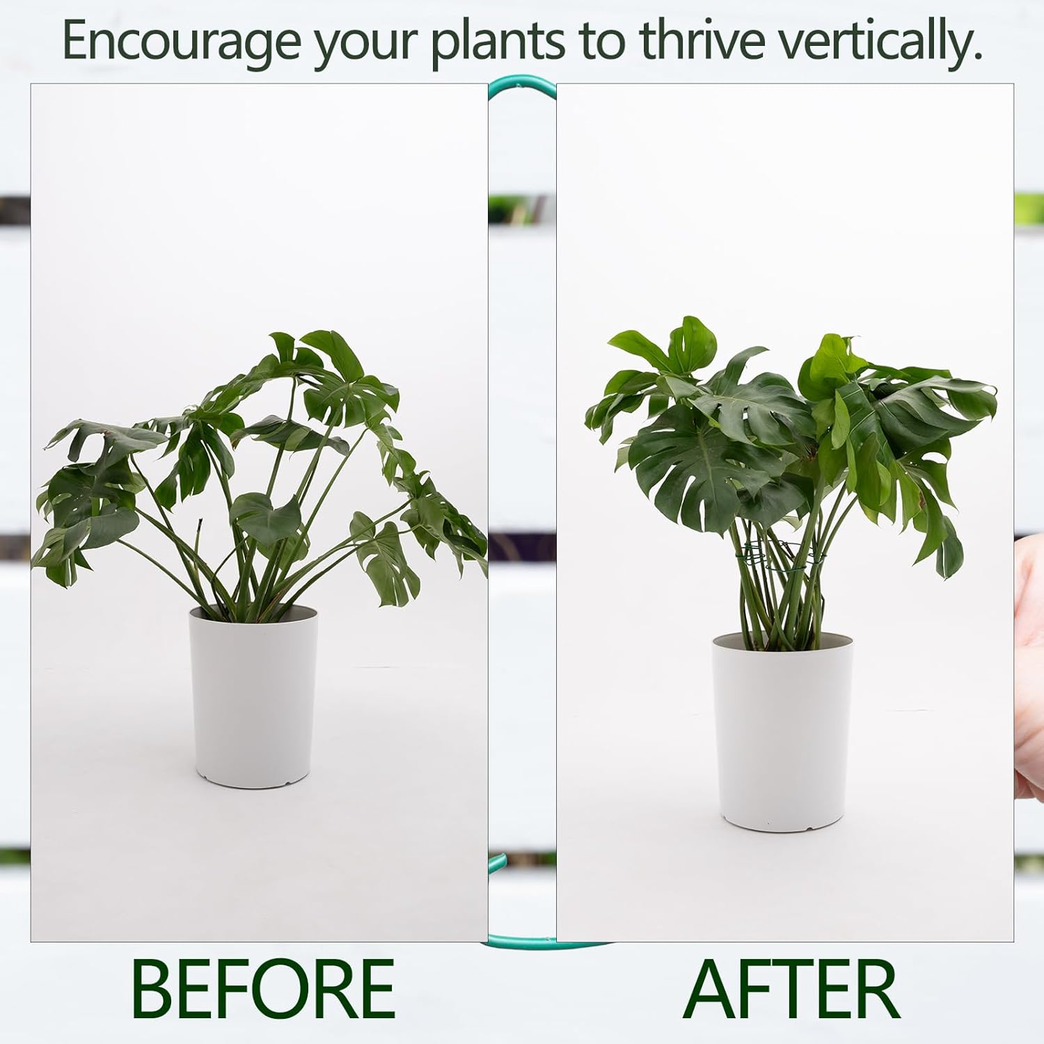 5PCS Monstera Plant Stem Support 7.3*6.25IN Adjustable Holder for Indoor Plants, Durable Metal Structure with Gentle Clips, Perfect for Fishbone Cactus & Climbing Plants, Ideal Gardening Gift-VerdiqueGarden