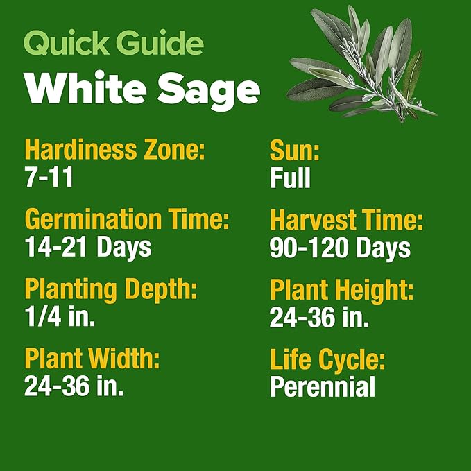 HOME GROWN 𝗨𝗦𝗔 𝗣𝗥𝗘𝗠𝗜𝗨𝗠 White Sage Seeds 323 Pack 𝗡𝗢𝗡-𝗚𝗠𝗢 Heirloom Seeds - Grow Aromatic Sage Plants for Your Herb Seeds Garden with Sage for Planting Outdoor or Indoor (Salvia apiana)-VerdiqueGarden