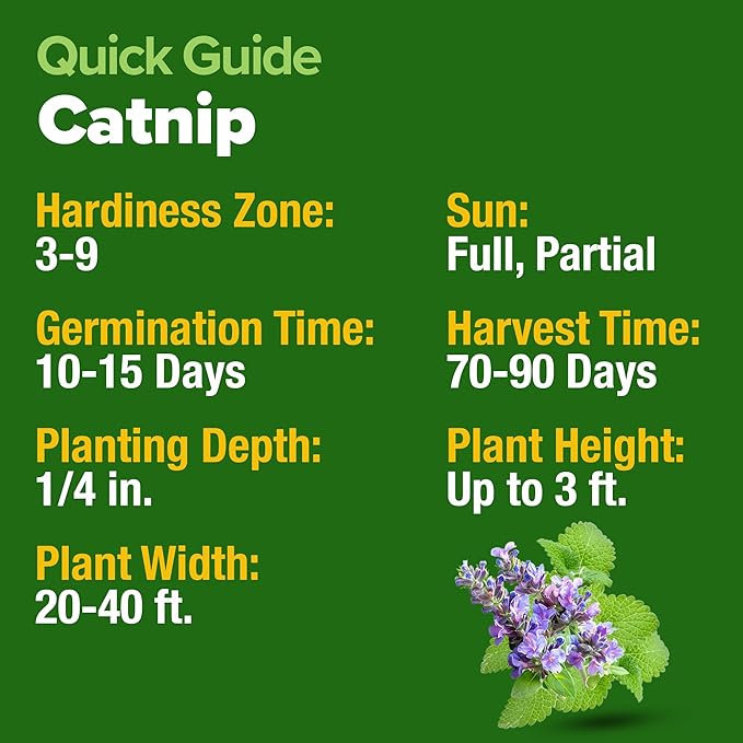 HOME GROWN Catnip Seeds (2 Pack) 𝗡𝗢𝗡-𝗚𝗠𝗢, 𝗨𝗦𝗔-𝗦𝗢𝗨𝗥𝗖𝗘𝗗 Heirloom Herb 4232 Seeds - Indoor or Outdoor Seed - High-Germination Cat Nip - Cat Safe Plants (Nepeta cataria)-VerdiqueGarden