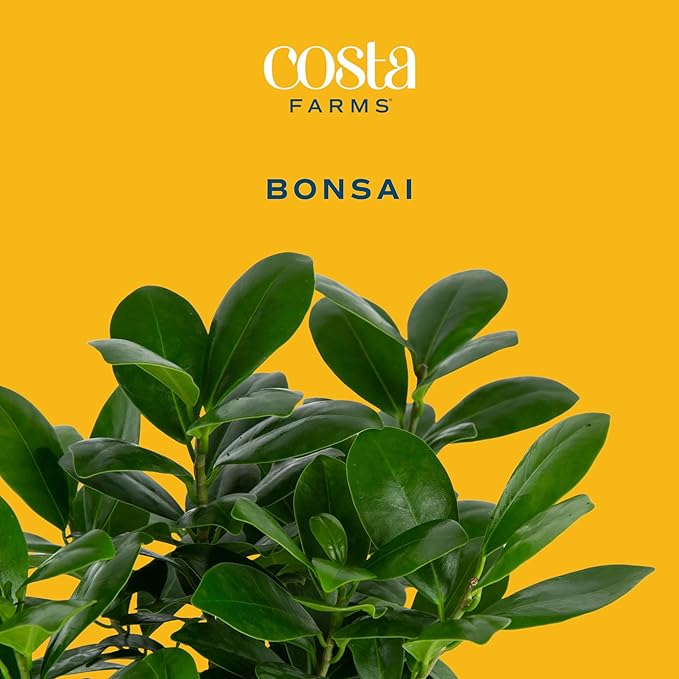 Costa Farms Mini Bonsai Tree, 1-Year Old Grower's Choice Live Indoor Plant, Easy to Grow Houseplant in Indoor Plant Pot, Potting Soil, Room and Home Decor, Birthday, Housewarming Gift, 10-Inches Tall-VerdiqueGarden