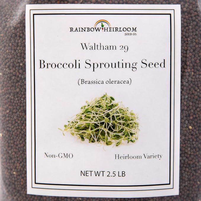 Broccoli Seeds for Sprouting & Microgreens | Waltham 29 Variety | Non GMO & Heirloom Seeds | Bulk 2.5 LB (40 oz) Resealable Bag | Rainbow Heirloom Seed Co.-VerdiqueGarden