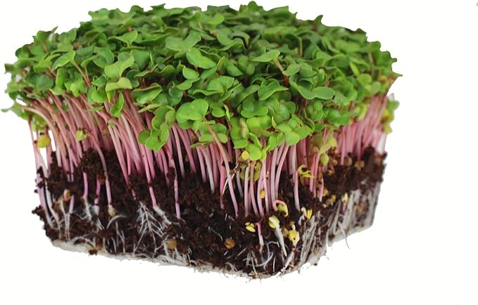 Radish Sprouting Seed - Red Arrow Variety - 5 Lb Bulk Seed - Heirloom Radish Sprouts - Non-GMO Sprouting and Micro Radishes-VerdiqueGarden