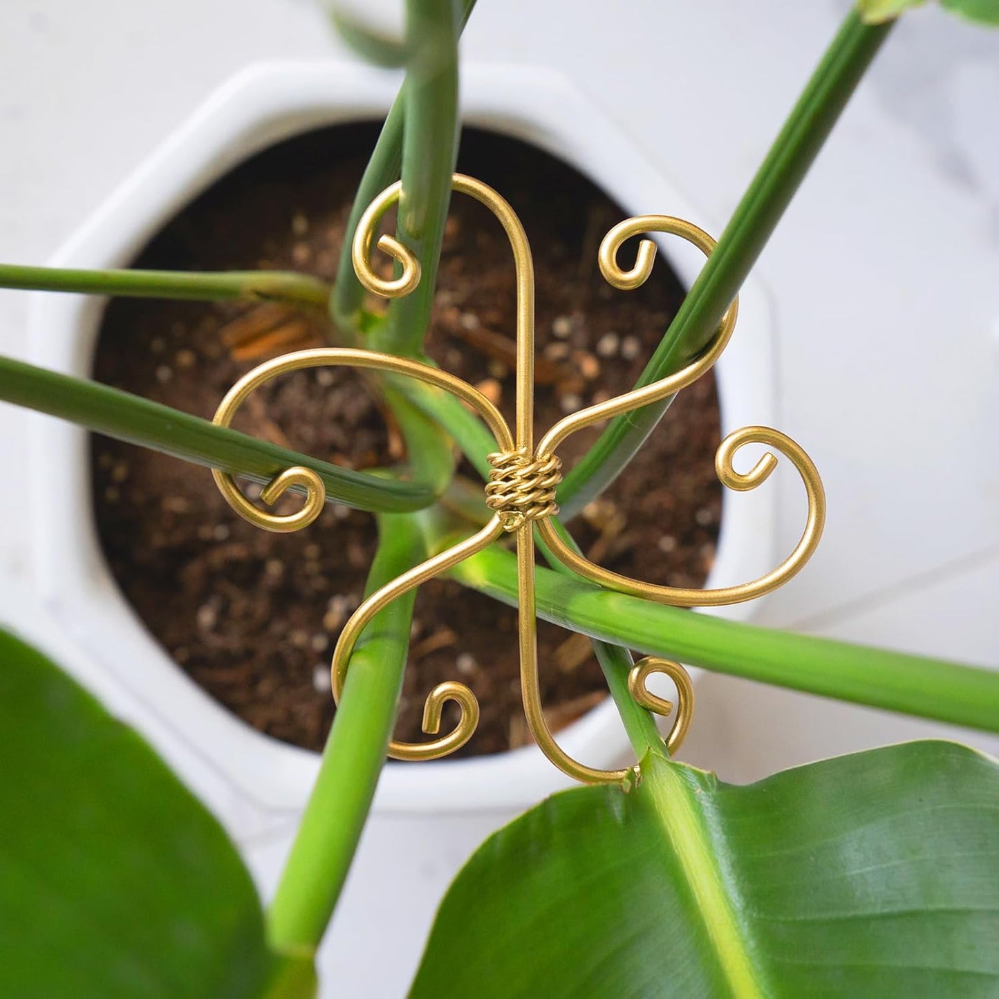 5PCS Plant Stem Support - Durable 5pcs Iron Grapple Holder for Monstera & Climbing Plants, Unique Design for Optimal Growth, Bamboo Clamp Set for Leaf Stabilization and Support (Gold)-VerdiqueGarden