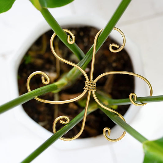 Durable Monstera Plant Support Hooks 5.5in - 5-Piece Set for Indoor Plant Stabilization, Easy-to-Use Grapple Holders for Monstera and Turtle Shell Plants for Plant Lovers-VerdiqueGarden