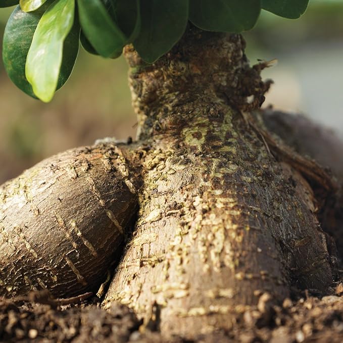 Brussel's Bonsai Live Ginseng Grafted Ficus Indoor Bonsai Tree - Small, 4 Years, 6 to 8 In - Live Bonsai Tree in Ceramic Bonsai Pot and Humidity Tray-VerdiqueGarden