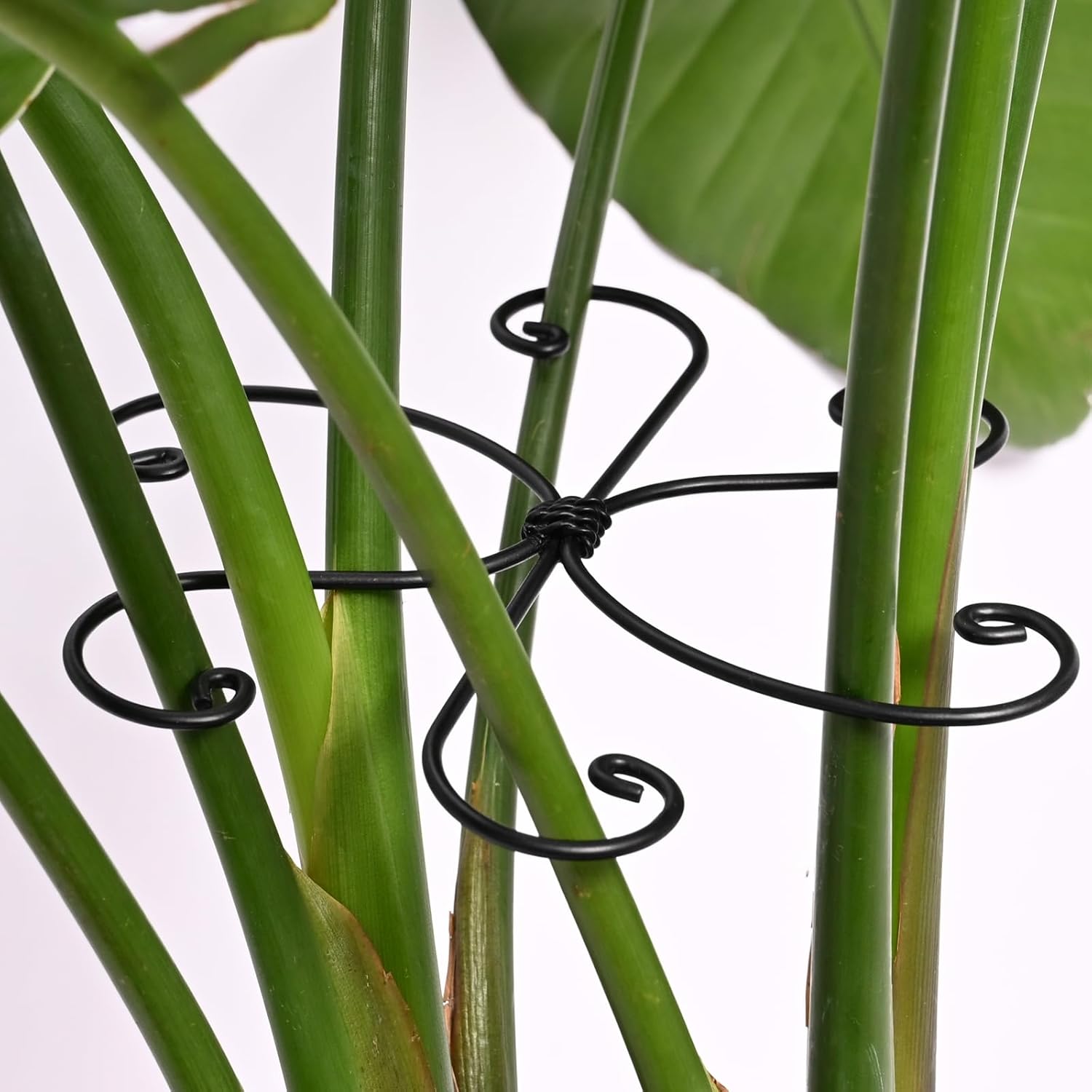 Black Monstera Plant Support Hook - 6.5 * 6.5IN -5 Piece Set, Durable Metal Stem Supports for Indoor Plants, Leaf Holder & Fishbone Cactus Stake, Stylish Design for Healthy Growth & Easy Care-VerdiqueGarden