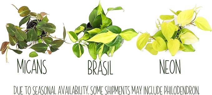 Live Pothos Plants (4PK) Indoor Plants Live Houseplants, Pothos Live Plant House Plants, Money Plant Indoor Pothos Plant Decor, Devils Ivy Trailing Plants Live by Plants for Pets,Black-VerdiqueGarden