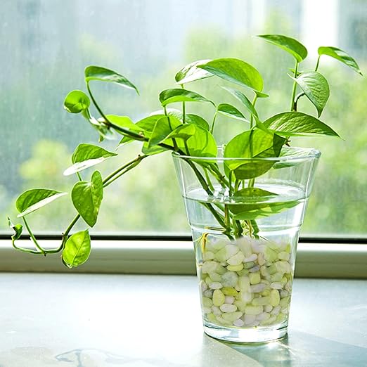 10 lbs Jade Pebbles for Indoor Plants, Decorative Pebbles for Bamboo, Vase, 3/8" Plant Gravel for Pots Indoor, Highly Polished Small River Rocks-VerdiqueGarden