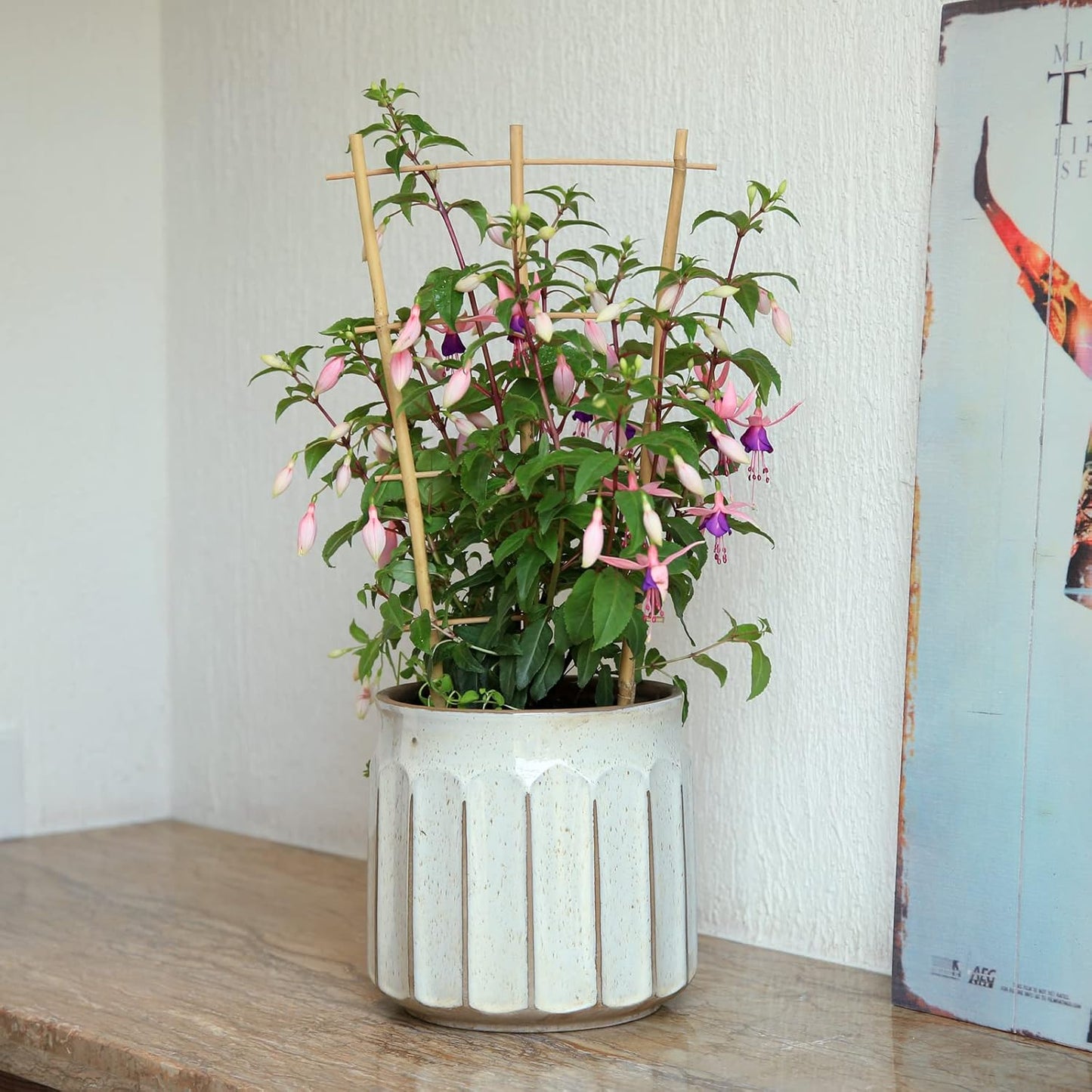 3Pack Bamboo Trellis 16 Inch Fan Shaped Small Plant Trellis for Indoor Potted Plants Climbing Monstera Orchid Vine Hoya Houseplant-VerdiqueGarden