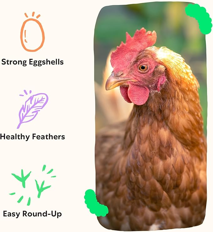 Grubblies - Black Soldier Fly Larvae for Chickens - Chicken Treats Grown in The US and Canada - for Strong Eggshells and Healthy Feathers - Grubblies Hometown Harvest 1LB-VerdiqueGarden