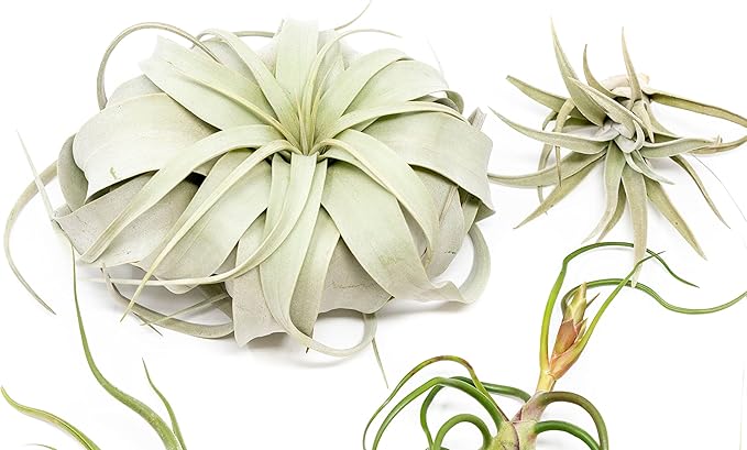 10 Pack of Large Tillandsia Air Plants - Xerographica, Juncea, Bulbosa, Caput Medusae & Harrisii- Live Succulent House Plants Availabe in Wholesale and Bulk - Easy Care Indoor and Outdoor Plant-VerdiqueGarden