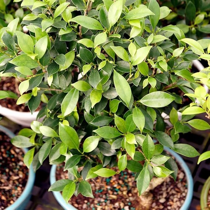 Brussel's Bonsai Live Golden Gate Ficus Grove Indoor Bonsai Tree-7 Years Old 10" to 14" Tall with Decorative Container, Medium-VerdiqueGarden