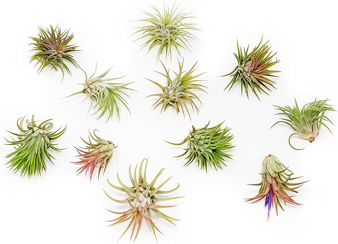 12 Pack Air Plants Ionantha Mexican-Colors and Shape Varies Due to Seasonality-Live Tillandsia Succulent for House Air Plants Holder-Available in Wholesale and Bulk-Easy Care Indoor and Outdoor Plants-VerdiqueGarden