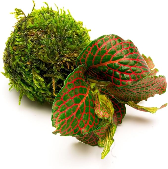 Live Aquarium Plants on Driftwood, Lava Rock, Moss, Fiber Mat - Freshwater Fish Tanks - Easy, Beginner Friendly (Fittonia Albivenis On Clay Moss Ball)