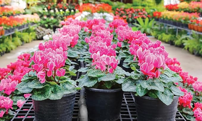Premium Cyclamen Potting Soil Mix - Perfect Balance of Nutrients, Drainage, and Aeration for Thriving Blooms - 5 Quart-VerdiqueGarden