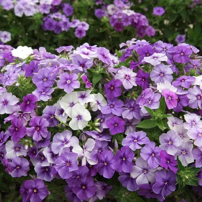 1000+ Phlox Seeds for Planting - Phlox Popstars Seeds Perennial Ground Cover Plants- Annual Flower for Home Garden-VerdiqueGarden