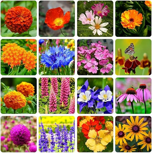 10000+ Perennial Mix Wildflower Seeds 16 Assorted Varieties of Heirloom Flower -1oz Zinnia Poppy Crimson Clover Milkweed Lupine Marigold Mexican Hat Sage Nasturtium-VerdiqueGarden