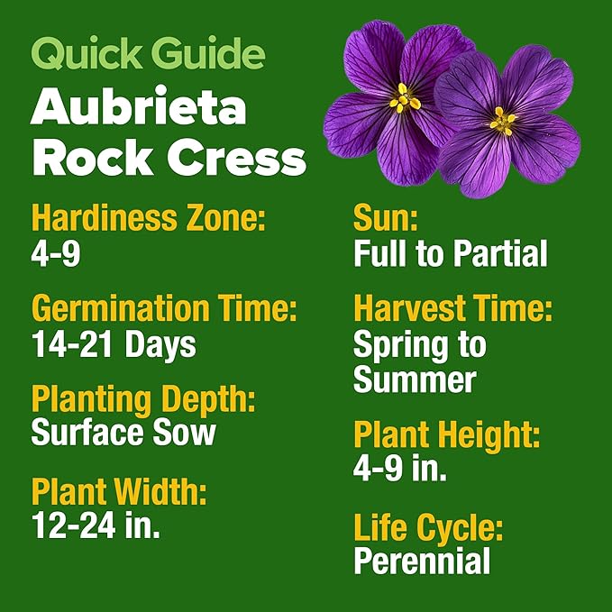 HOME GROWN 𝗨𝗦𝗔 𝗣𝗥𝗘𝗠𝗜𝗨𝗠 Aubrieta Rock Cress Purple, Flowering Ground Cover Seed Pack, Perennial Cress Seeds for Planting Outdoor Lawn Gardens 300 𝗡𝗢𝗡-𝗚𝗠𝗢 Aubrieta deltoidea Flower Seeds-VerdiqueGarden