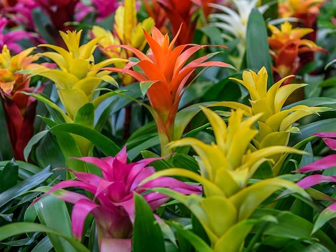 Bromeliad Potting Mix - Crafted for Superior Performance and Exquisite Blooms - 10 QUARTS-VerdiqueGarden
