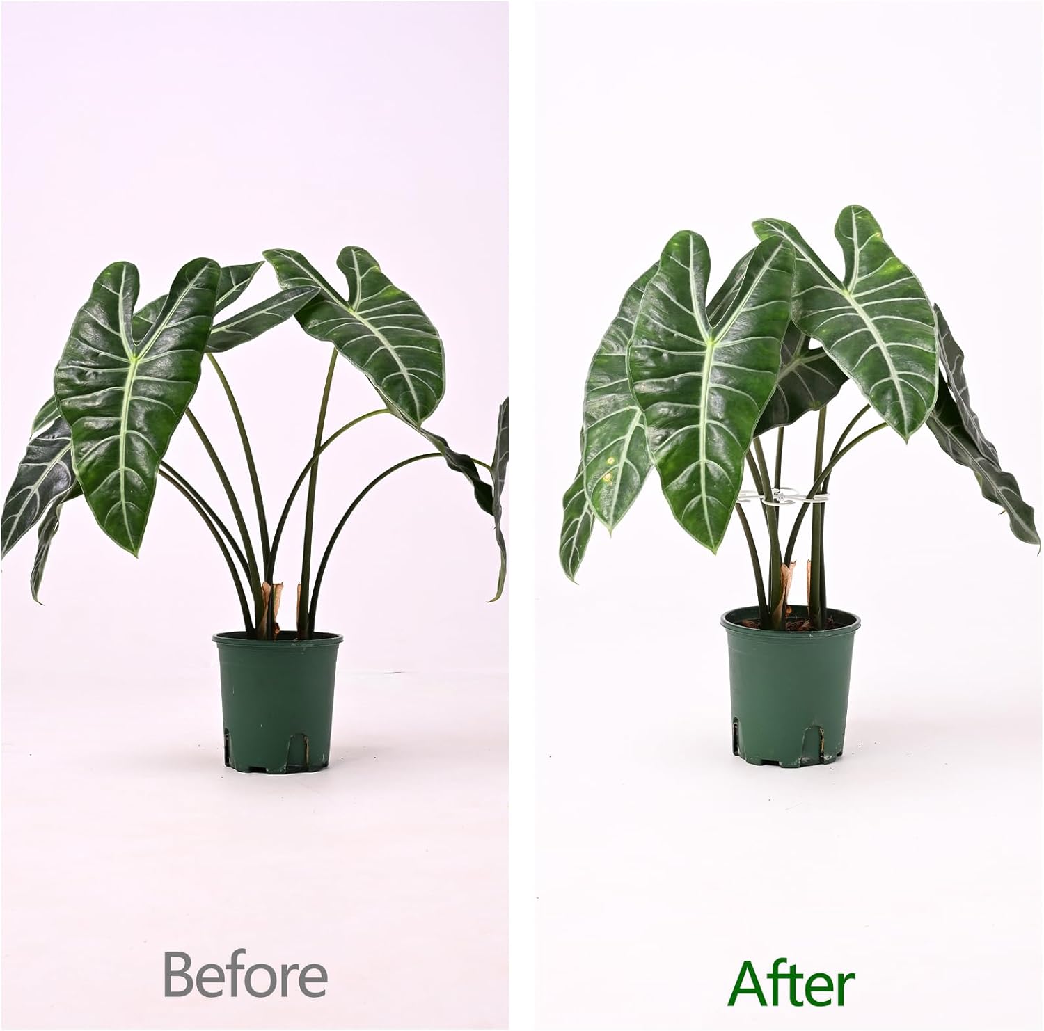 5PCS Monstera Plant Support Hook White 4.1 * 4.1 Inch – Set of 5 Durable Metal Stem Stabilizer Clips & Soft Grip Leaf Holders for Healthy Growth of Monstera & Fishbone Cactus-VerdiqueGarden