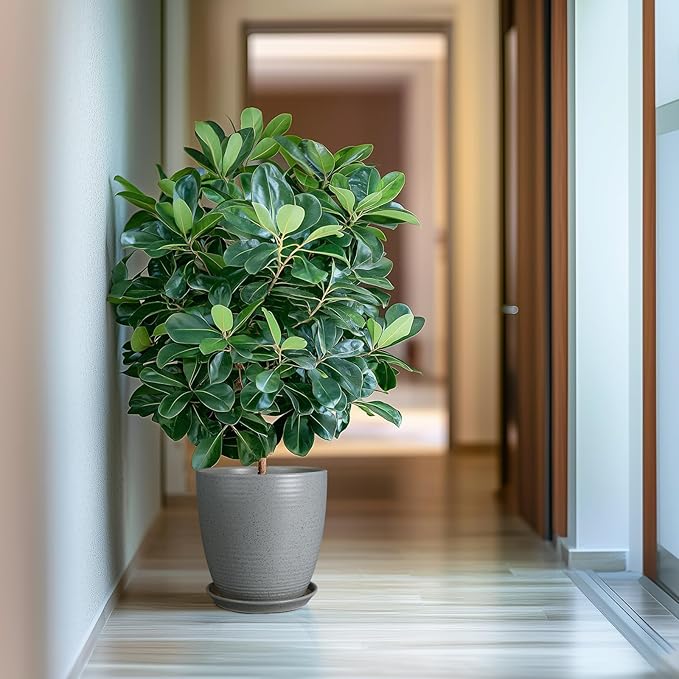 10 Inch Plant Pot, Ceramic Planters for Indoor Plants with Drainage and Saucer, Large Flower Pot for Home and Garden Decor, Light Gray-VerdiqueGarden