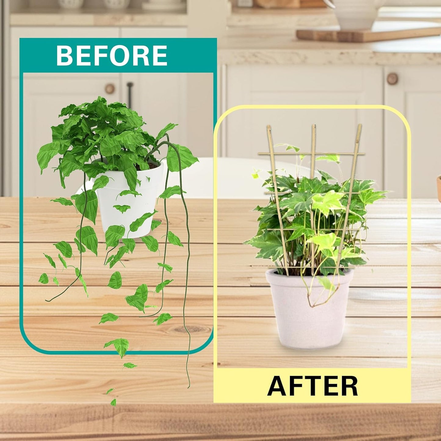 Bamboo Trellis 2FT 3 Pack, Plant Ladder Stakes 24 Inches, Natural Fan-Shaped Bamboo Trellis for Orchid Vines, Monarchs, Ivy and Other Plants Climbing, Help Plant Growth-VerdiqueGarden