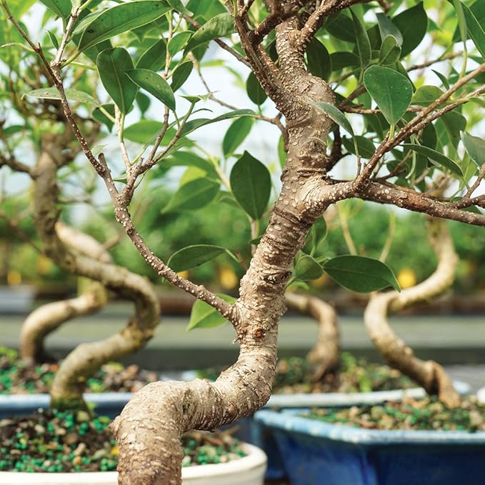 Brussel's Bonsai Live Golden Gate Ficus Indoor Bonsai Tree - Small, 4 Years Old, 5 to 8 In - Live Bonsai Tree in Ceramic Bonsai Pot with Humidity Tray-VerdiqueGarden