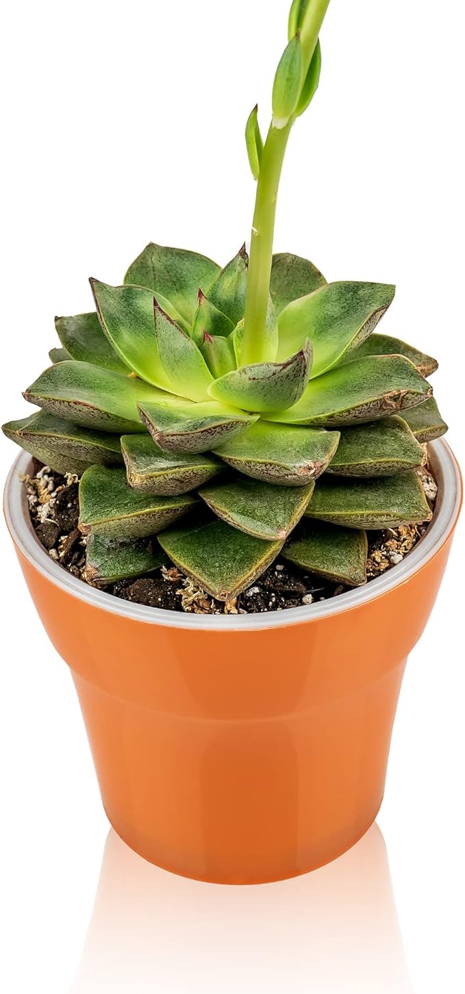 Professional Succulent Soil Premium All Purpose Blend | Pre-Mixed Ready to Use for Cactus and Succulents | Sphagnum Peat Moss, Perlite, New Zealand Pine Bark - Made in USA - 1 Quart-VerdiqueGarden