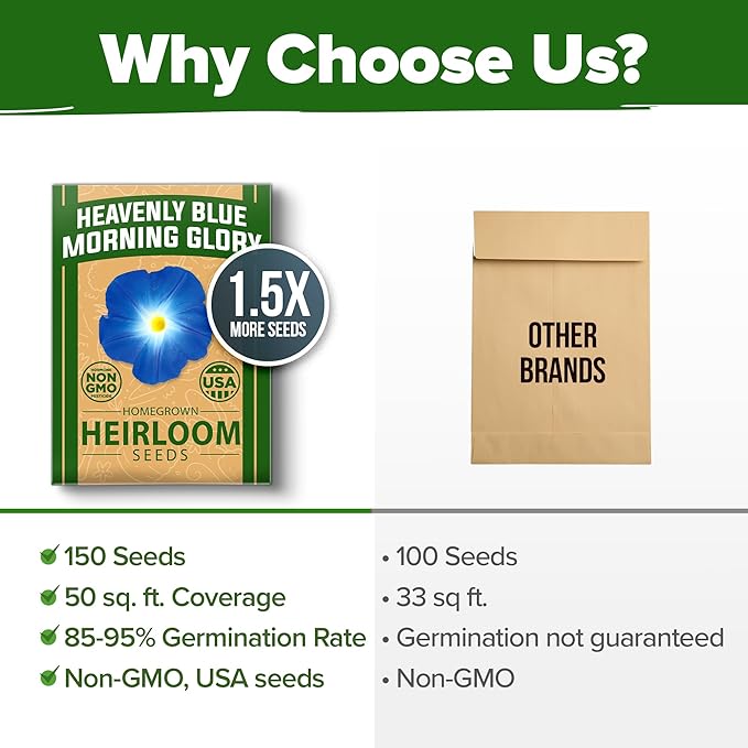 HOME GROWN 𝗨𝗦𝗔 𝗣𝗥𝗘𝗠𝗜𝗨𝗠 Heavenly Blue Morning Glory - 150 Heirloom Seeds for Planting, 𝗡𝗢𝗡-𝗚𝗠𝗢 Ideal for a Flower Garden That Attracts Pollinators and Birds (Ipomoea Tricolor)-VerdiqueGarden