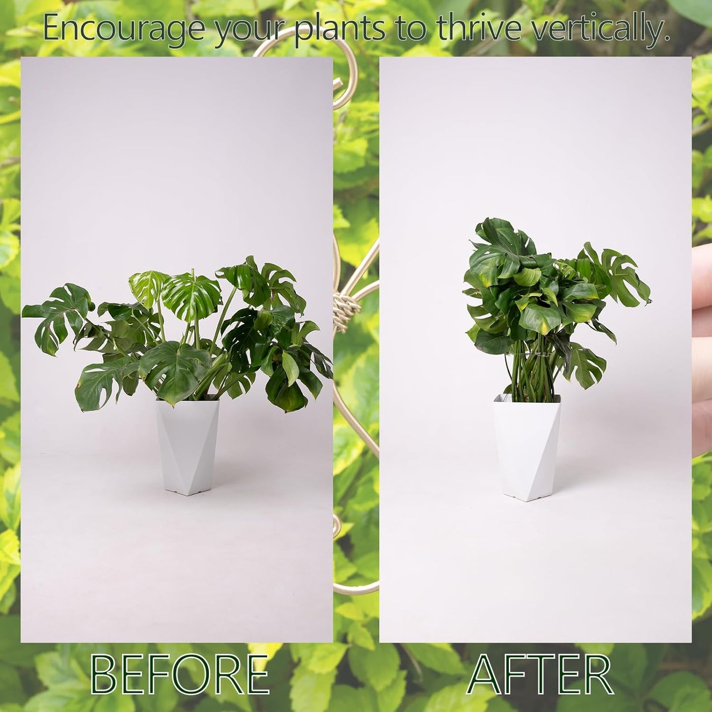 5PCS 7.5 Inch Monstera Plant Stem Support Hook - Premium Metal Structure for Indoor Plants, Durable and Elegant Stem Holder with Soft Touch Clips for Stable Growth-VerdiqueGarden