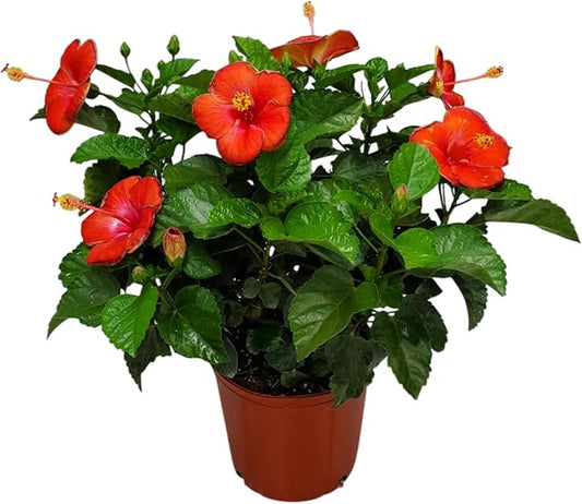 Hibiscus Plant Live - Hibiscus Bush - Red President - Overall Height 26" to 28" - Tropical Plants of Florida (Plant Only)…-VerdiqueGarden