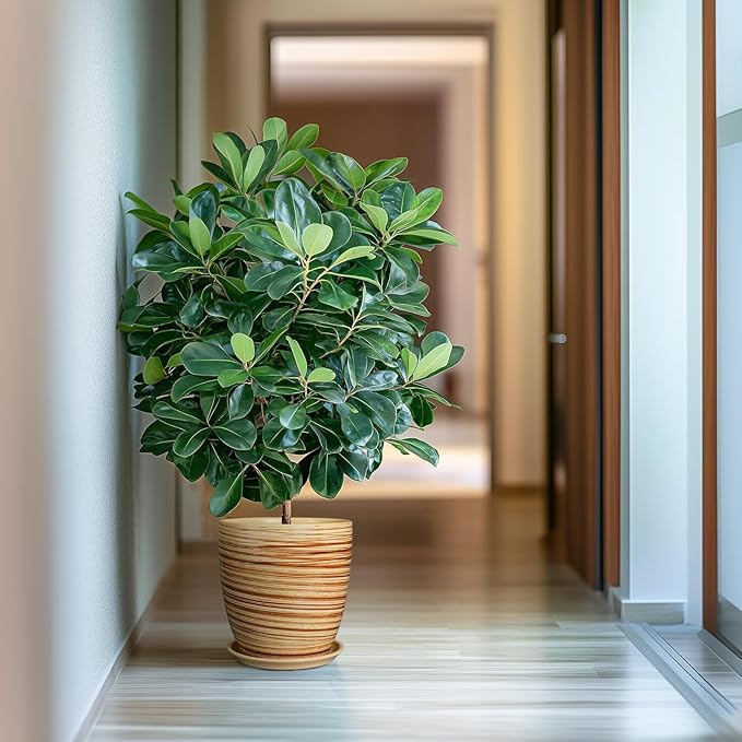 10 Inch Plant Pot Ceramic Pots for Plants with Drainage Hole and Saucer Round Flower Pot for Home Patio Garden Office Yellow-VerdiqueGarden