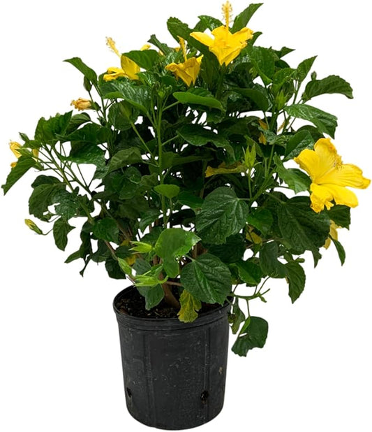 Hibiscus Live Plant - Yellow Hibiscus Bush - Flowering Plants - Yellow Ft. Myers - Overall Height 26" to 28" - (Plant Only)…-VerdiqueGarden