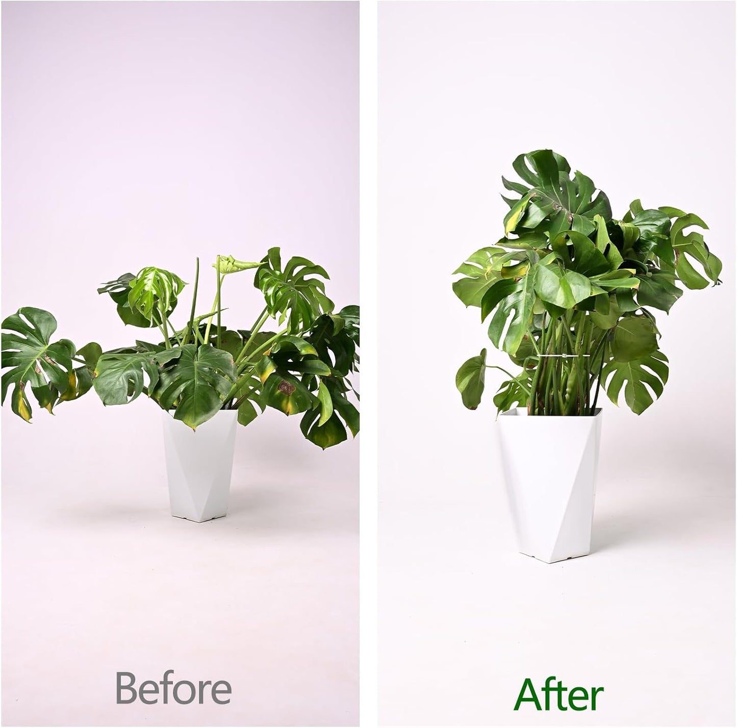 5PCS Monstera Plant Support Hook - 5.5x5.5 inch Premium Indoor Stem Stabilizer for Monstera & Fishbone Cactus, Durable,Easy Installation, Gentle Protection for Healthy Plant Growth-VerdiqueGarden