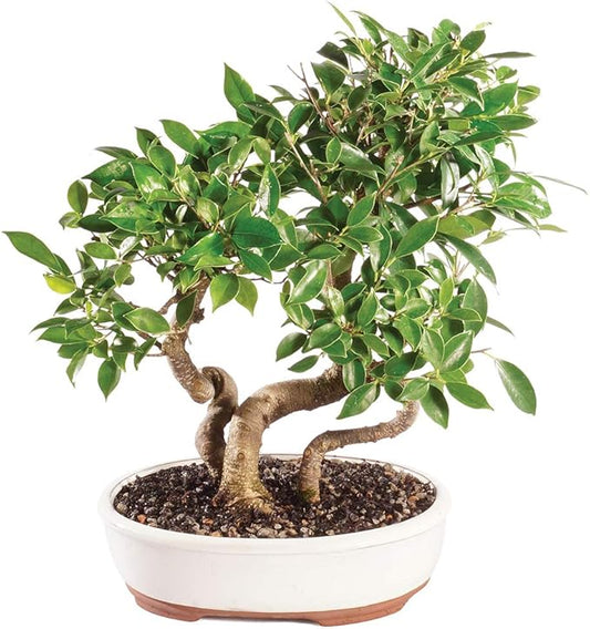 Brussel's Bonsai Live Golden Gate Ficus Grove Indoor Bonsai Tree-7 Years Old 10" to 14" Tall with Decorative Container, Medium-VerdiqueGarden