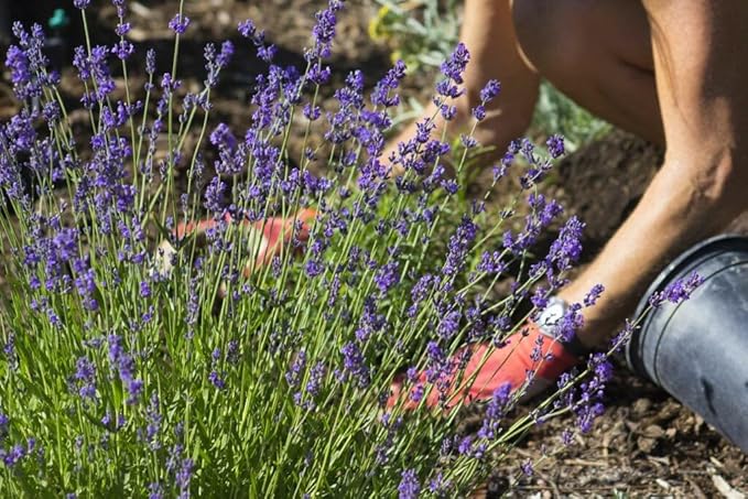 Lavender Soil - Ideal Blend for Thriving and Fragrant Lavender Plants - 3 QUARTS-VerdiqueGarden
