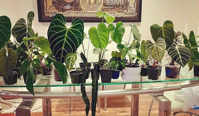 Premium Aroid Potting Mix - 20 Quart - Soil Free Blend for Aroids - Growing Medium for House Plants by Gardenera - (4 Bags of 5 Quart)-VerdiqueGarden