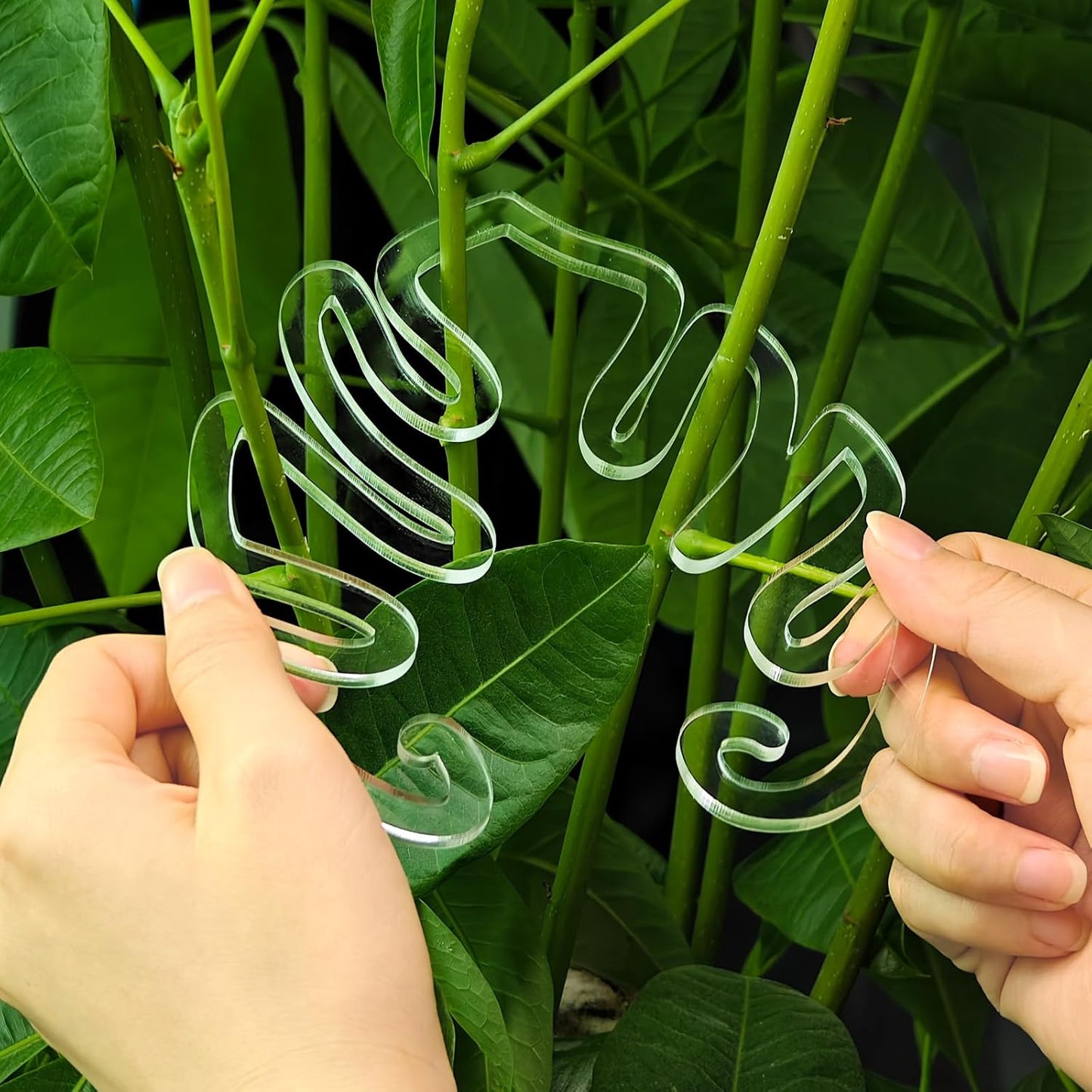 2 Pack Plant Stem Support,Plant Stem Holder, Plastic Monstera Plant Support, Climbing Houseplant Stem Supports Stakes-VerdiqueGarden