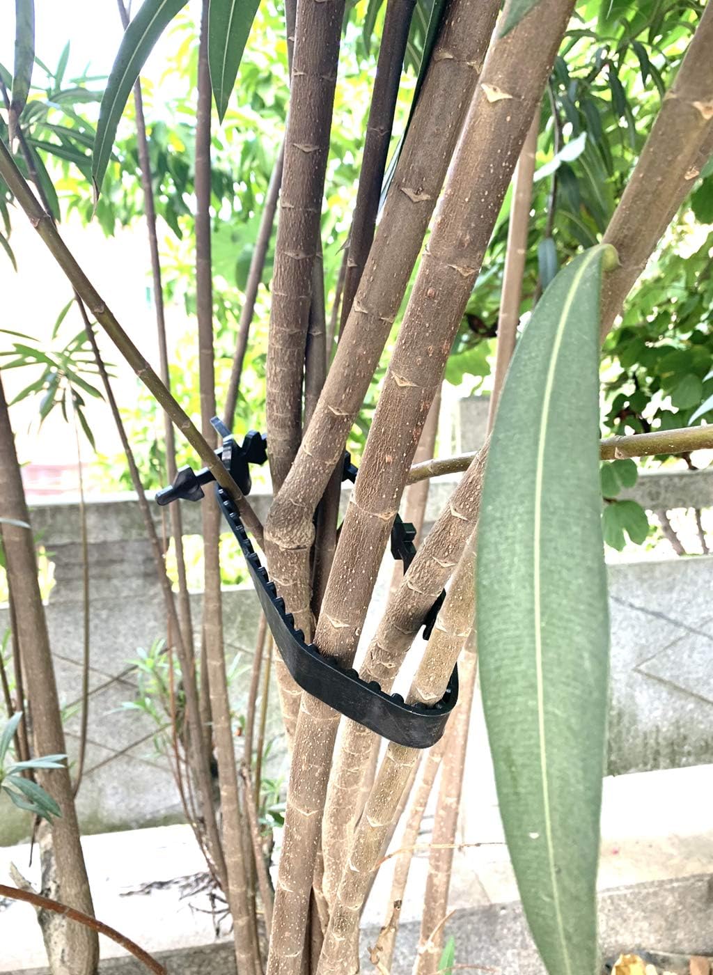 10 Pcs Tree Stake Supports Adjustable Tree Plant Ties Tree Training System, Heavy Duty Tree Stake Straps for Straightening, Reinforced Straps forTrees (5 Pcs 23.6 in + 5 Pcs 10.6 in)-VerdiqueGarden