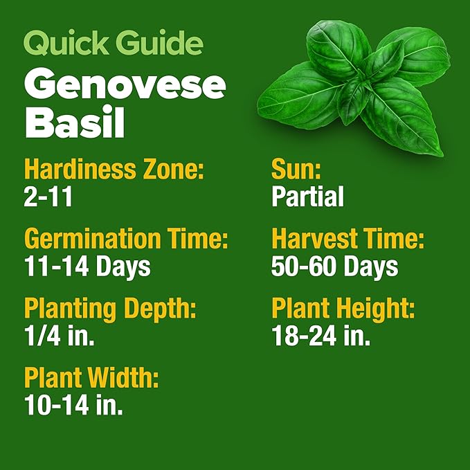 HOME GROWN 𝗨𝗦𝗔 𝗣𝗥𝗘𝗠𝗜𝗨𝗠 Genovese Basil Seeds Pack 1,750+ High Germination 𝗡𝗢𝗡-𝗚𝗠𝗢 Heirloom Seeds (Ocimum basilicum) Herb Seeds for Planting Indoor & Outdoor Gardening, for Culinary Use-VerdiqueGarden