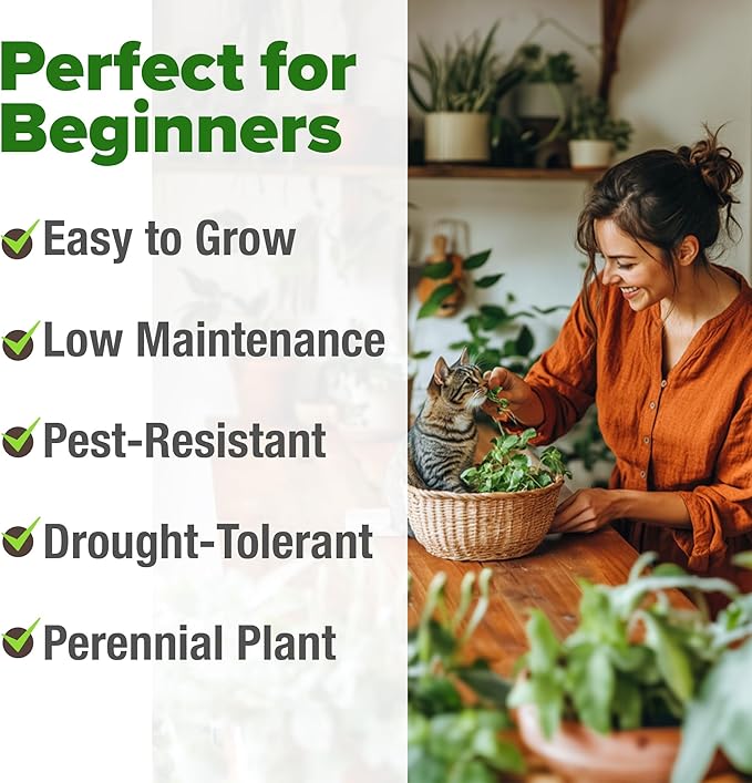 HOME GROWN 𝗨𝗦𝗔 𝗣𝗥𝗘𝗠𝗜𝗨𝗠 Catnip Seeds (Bulk Pack) 𝗡𝗢𝗡-𝗚𝗠𝗢 Heirloom Herb 2,116 Seeds - Indoor or Outdoor Seed - High-Germination Cat Nip - Cat Safe Plants (Nepeta cataria)-VerdiqueGarden