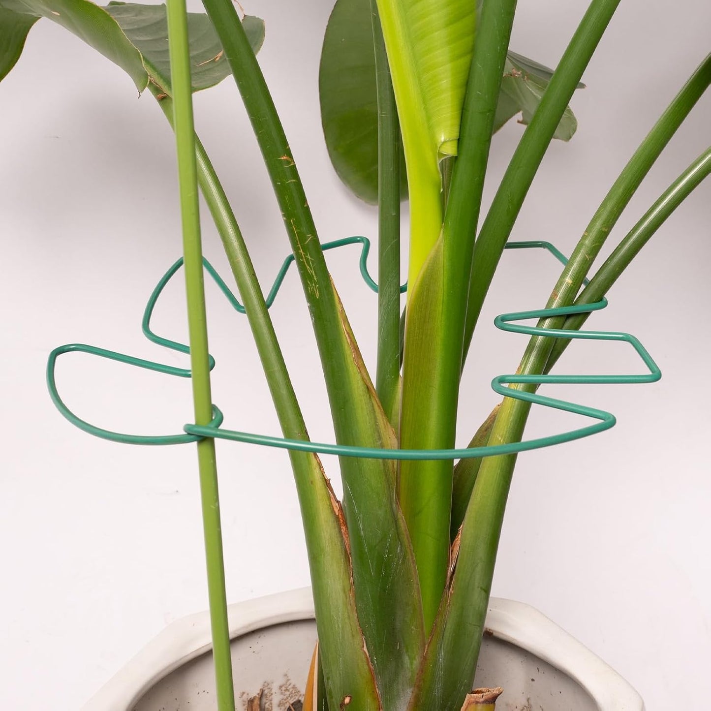 5PCS Monstera Plant Support Stem 9 x 7.6 in- Durable Stabilizer Set for Indoor Climbing Plants, Holders for Enhancing Growth, Ideal Gift for Plant Lovers, Fishbone Cactus Stake Garden Tool-VerdiqueGarden