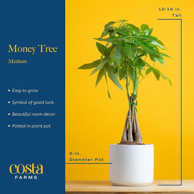 Costa Farms Money Tree, Easy Care Indoor Plant, Live Houseplant in Ceramic Planter Pot, Bonsai Potted in Potting Soil, Home Décor, Birthday Gift, New Home Gift, Outdoor Garden Gift, 16-Inches Tall-VerdiqueGarden