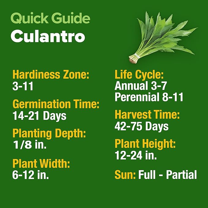 HOME GROWN Culantro Seeds - 720+ 𝗡𝗢𝗡-𝗚𝗠𝗢, 𝗨𝗦𝗔-𝗦𝗢𝗨𝗥𝗖𝗘𝗗 Heirloom Herb Seeds for Planting, Slow-Bolting, Flavorful Cilantro Alternative, Great for Outdoor Herb Gardens (Eryngium foetidum)-VerdiqueGarden