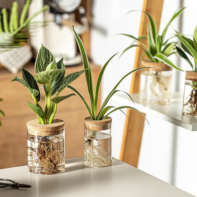 Glass Plant Propagation Stations for Plants – Set of 4(4 Large & 4 Small) Hydroponic Vases for Plant Cuttings,Flower Arrangements, Home & Office Decor–Desktop Vases for Living Room, Bedroom (8)-VerdiqueGarden