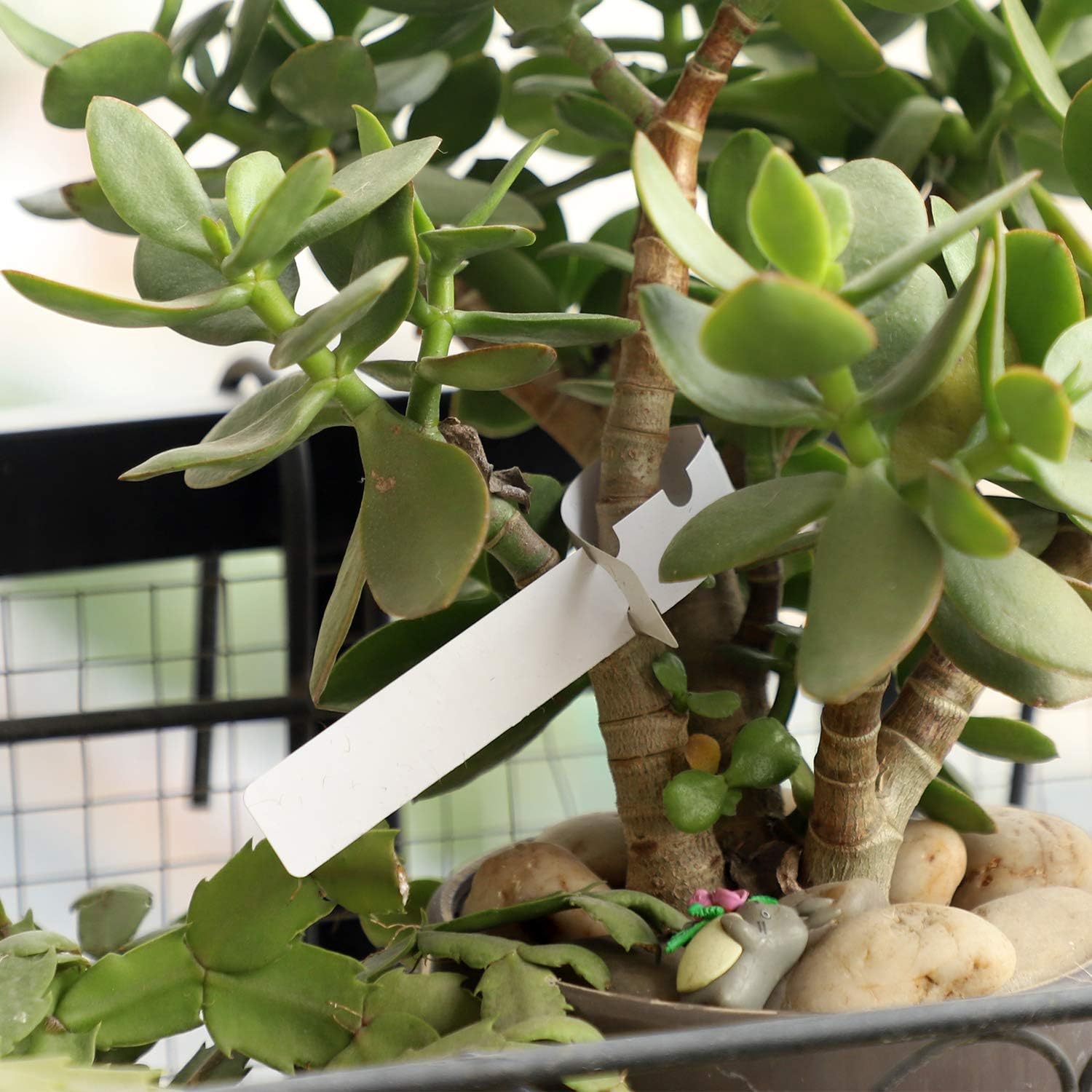 KINJOEK 1200 PCS White Plant Labels Tags, Plastic Adjustable Wrap Around Waterproof Hanging Garden Tree Name Tags, 2x20cm Strip Plant Tag for Identifying Various Outdoor Nursery Plants Flowers-VerdiqueGarden